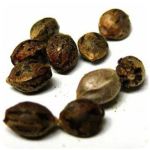 Семена марихуаны АК-47  (Seeds AK-47) в Таганроге